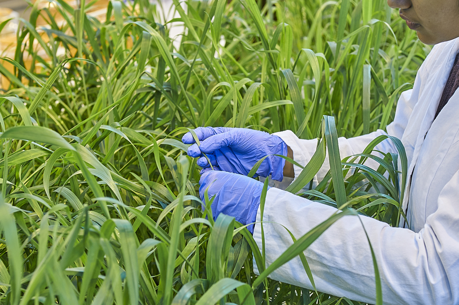 To obtain data for AI models, IAPN scientists conduct experiments on wheat plants that are supplied with different levels of nutrients. (Photo: K+S)