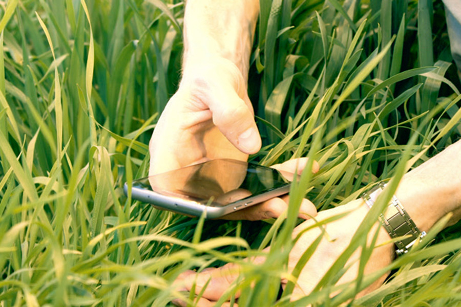 Spektrale Phänotypisierung von Weizenpflanzen mit einem Smartphone. (Foto: Rethmeyer)