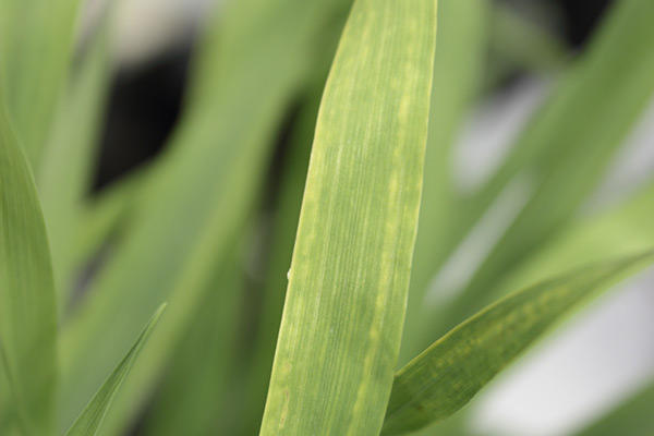 Kritische Blattnährstoffkonzentrationen für Pflanzenwachstum und Photosynthese | Abgeschlossenes Projekt zur Photosynthese