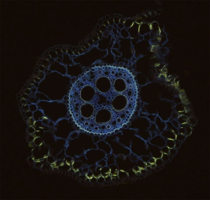 Through berberine-aniline blue staining, Casparian bands in endodermis and exodermis of maize roots grown in P deficient soil are observed. (Photo: Tingting Liu)